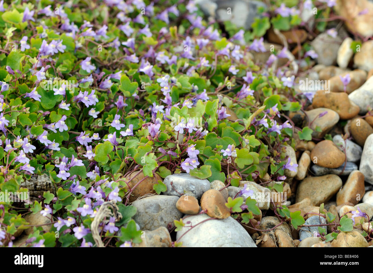 Ivy-leaved Toadflax (Cymbalaria muralis) growing on pebbles behind the beach. Stock Photo