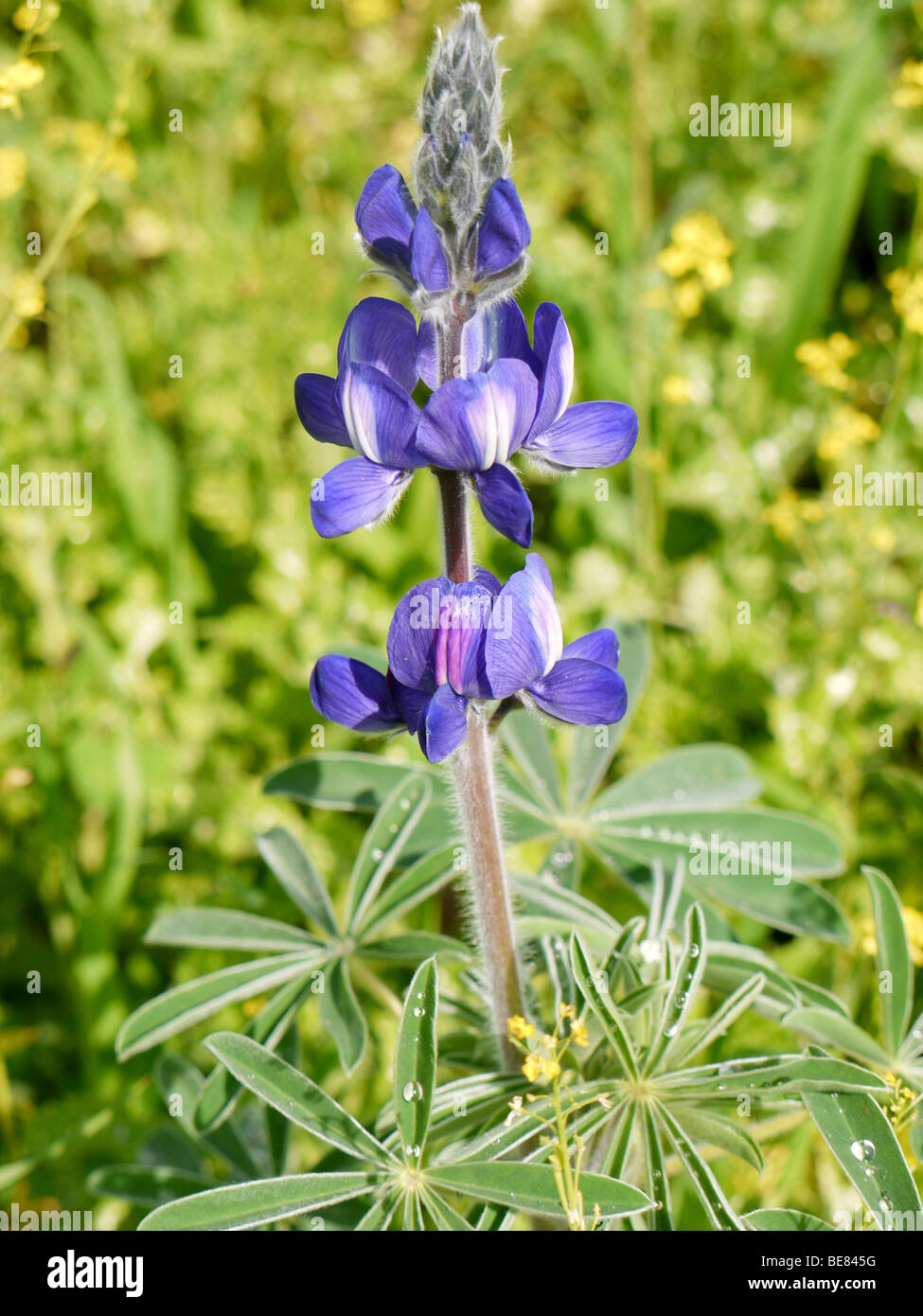 Close up of a Blue lupin - Lupinus pilosus, Israel Spring March 2009 Stock Photo