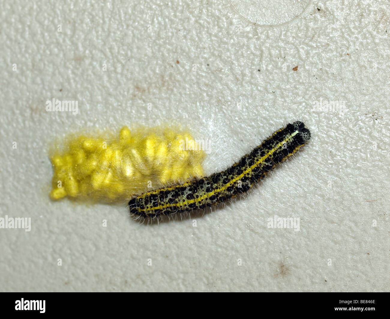 Caterpillar of a small white butterfly with the yellow cocoons of the braconid wasp(Apanteles glomeratus). Stock Photo
