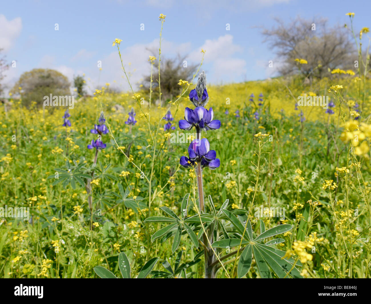 Close up of a Blue lupin - Lupinus pilosus, Israel Spring March 2009 Stock Photo