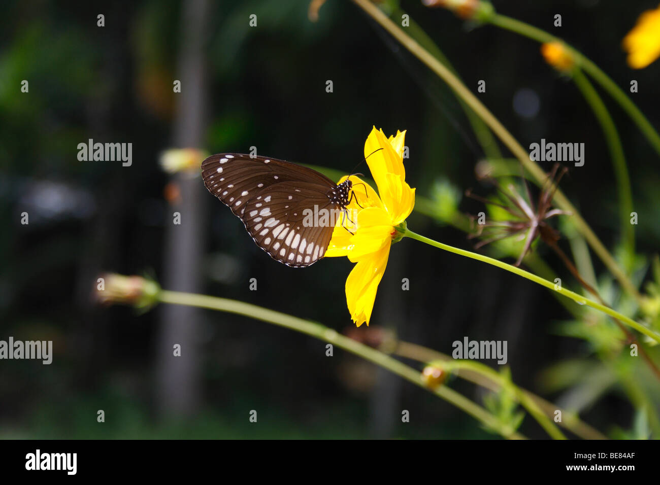 white dotted butterfly on yellow flower with blur background ,also called as Danainae butterfly Stock Photo