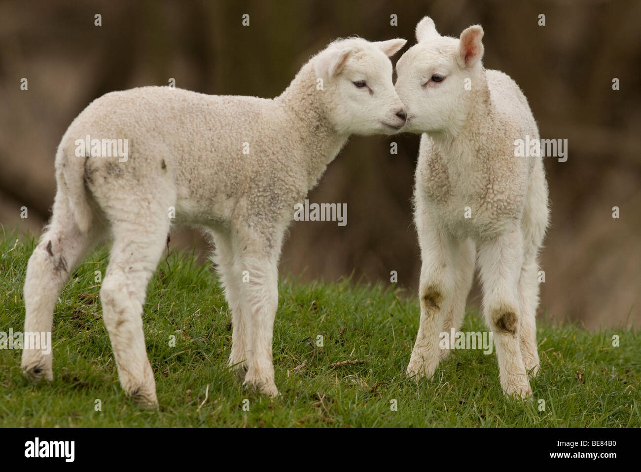 Hub bedriegen verdrievoudigen Jonge dieren hi-res stock photography and images - Alamy