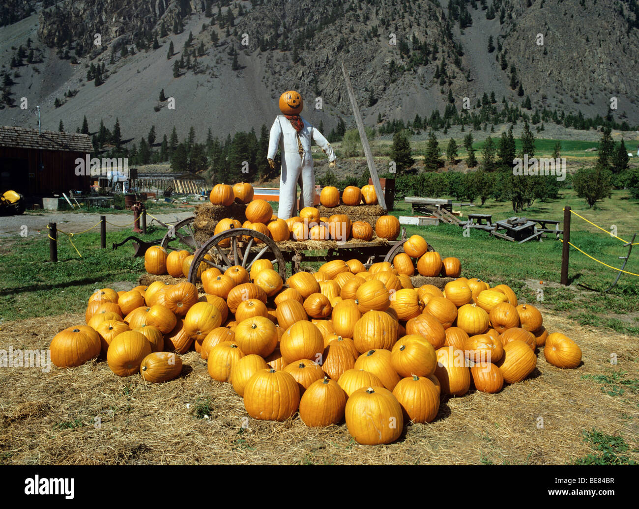 Pumkins for sale on a stall at Keremeos in the Similkameen Valley Stock