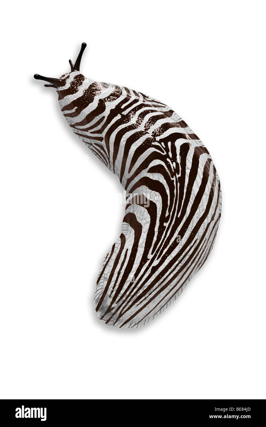 A striped land slug (photomontage). Limace terrestre zébrée (photomontage). Stock Photo