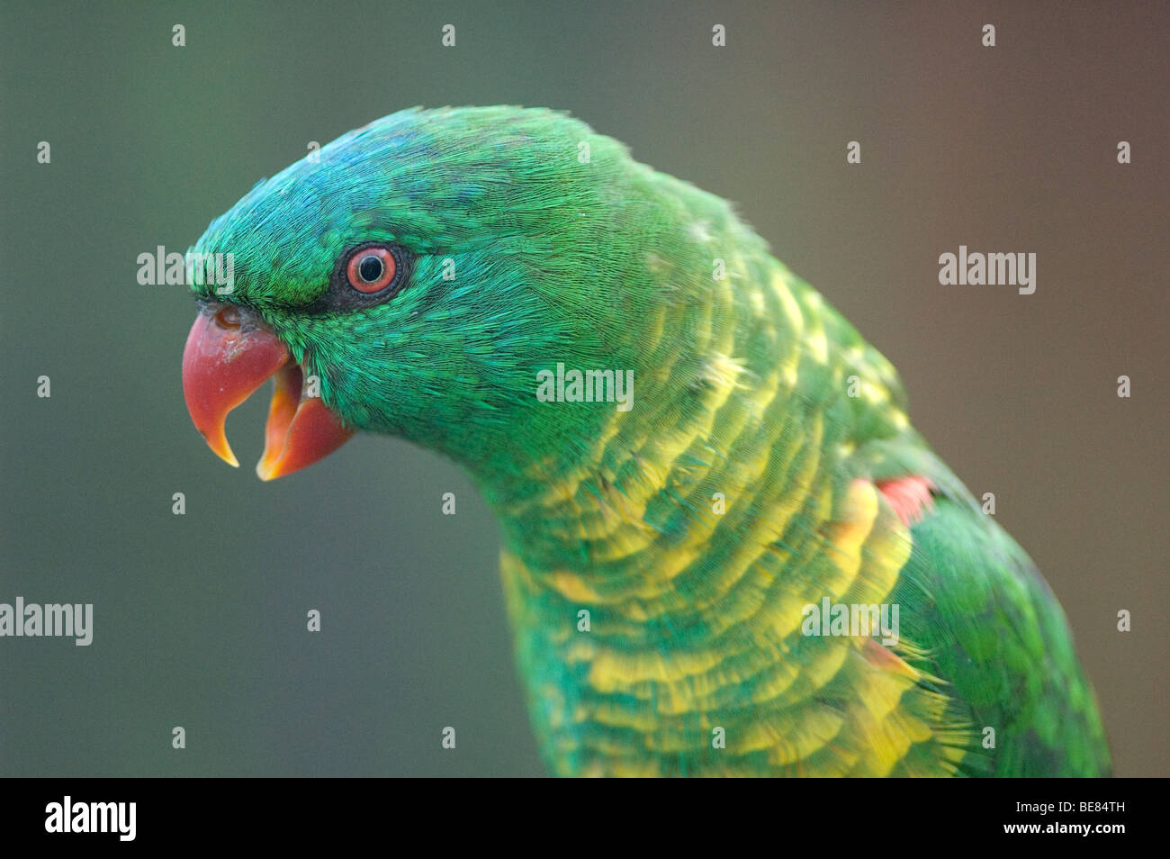 The vivid Parakeet Stock Photo