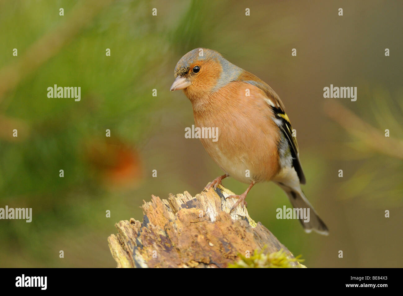 Mannetje vink; male Chaffinch Stock Photo