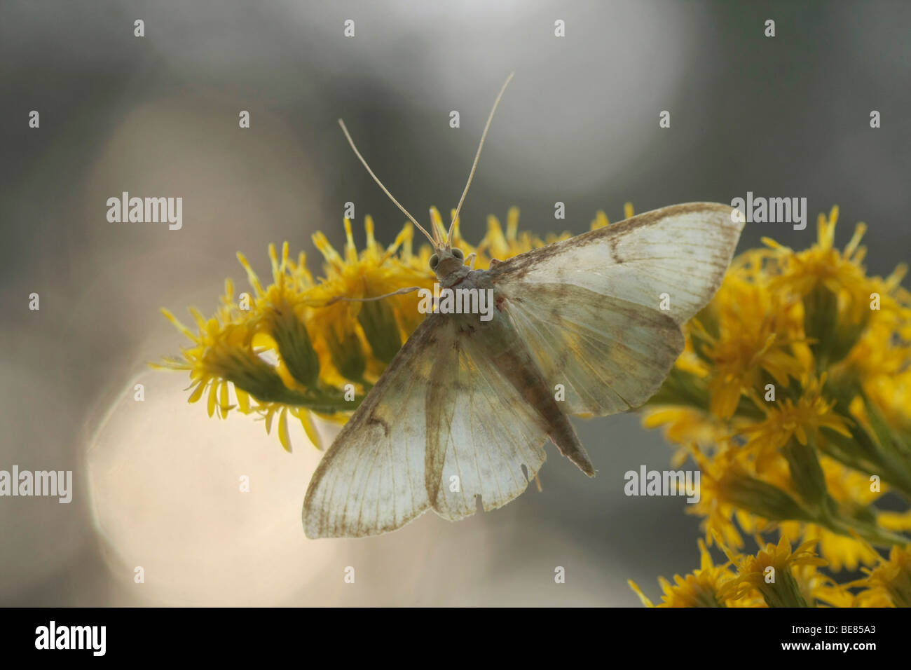 Gewone netelmot bovenaanzicht, transparante vleugels nectar drinkend op een Guldenroede; Mother of Pearl on a Goldenrod Stock Photo