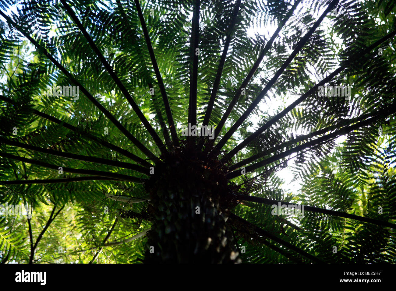 New Zealand Palm Tree Stock Photos & New Zealand Palm Tree Stock Images