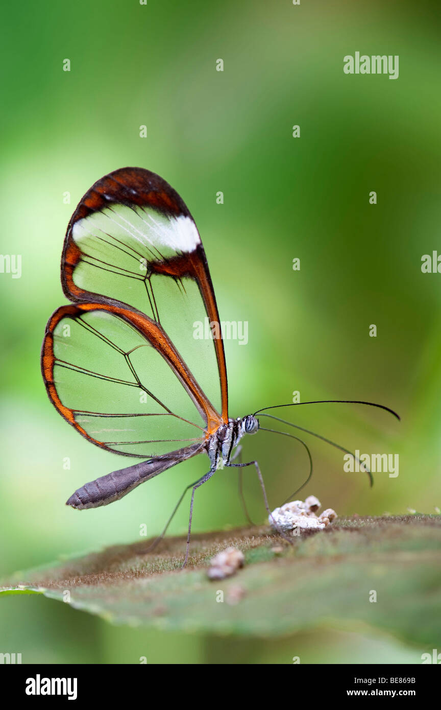 Glasswing butterfly. (Greta oto) green out of focus background. Stock Photo
