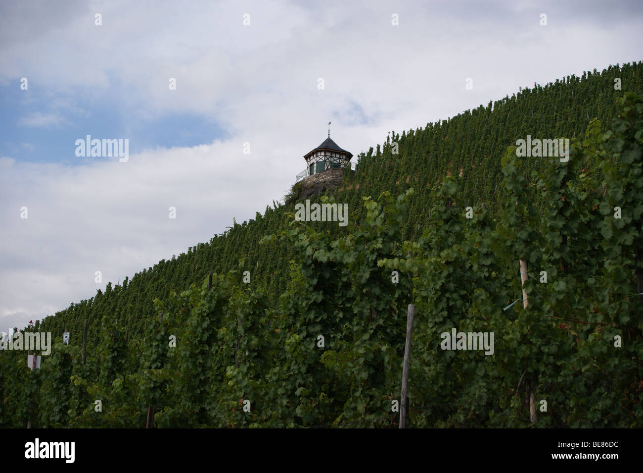 Doctor vineyard, Bernkastel, Mosel, Germany Stock Photo
