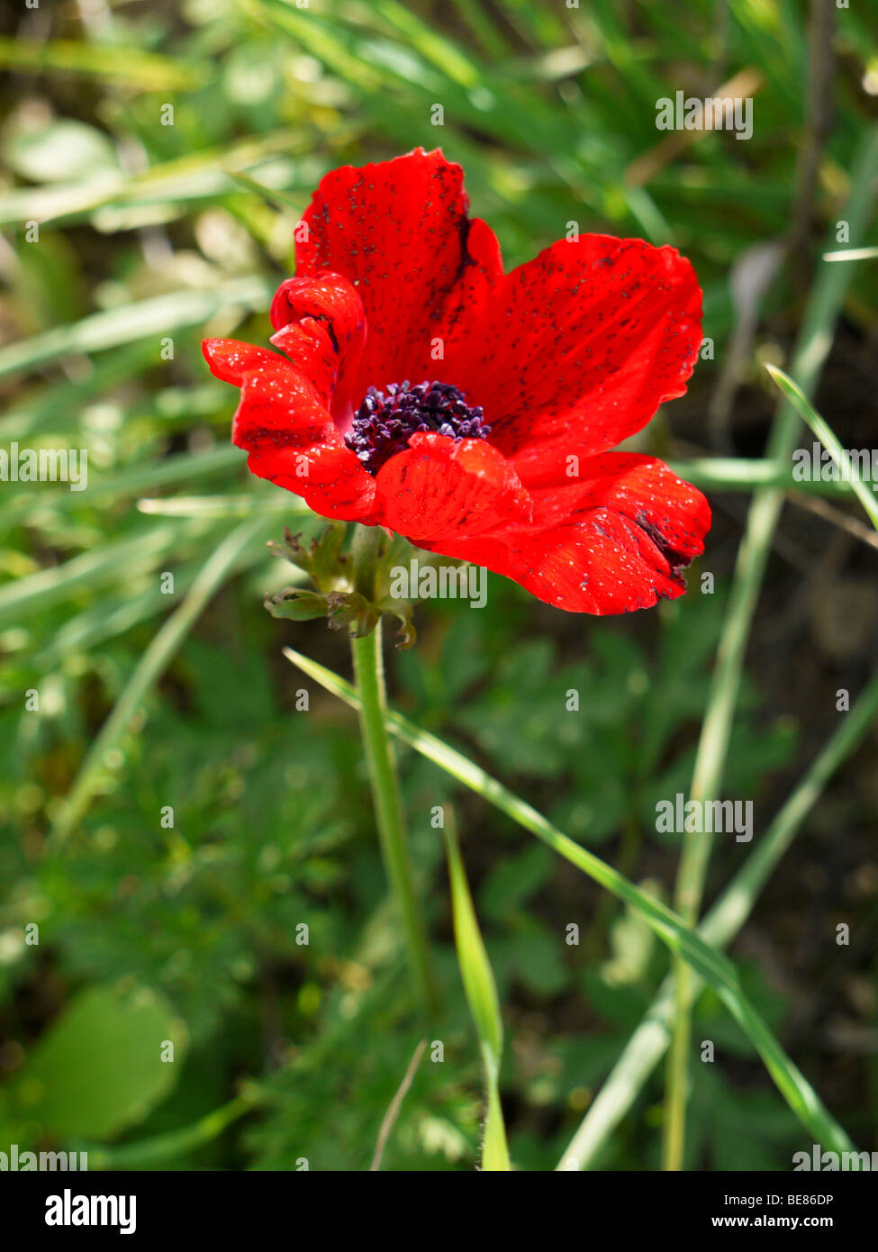 Israel, red poppy (Papaver umbonatum) open flower Stock Photo