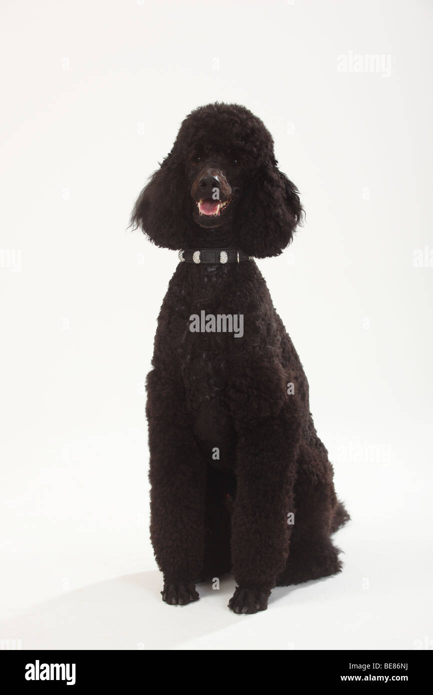 Standard Poodle, black Stock Photo