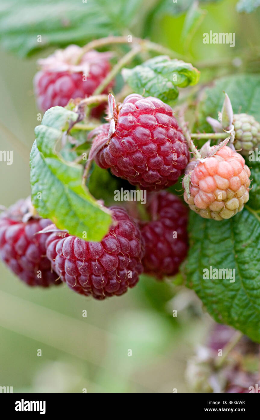 raspberries on a fruit bush in a uk allotment Stock Photo
