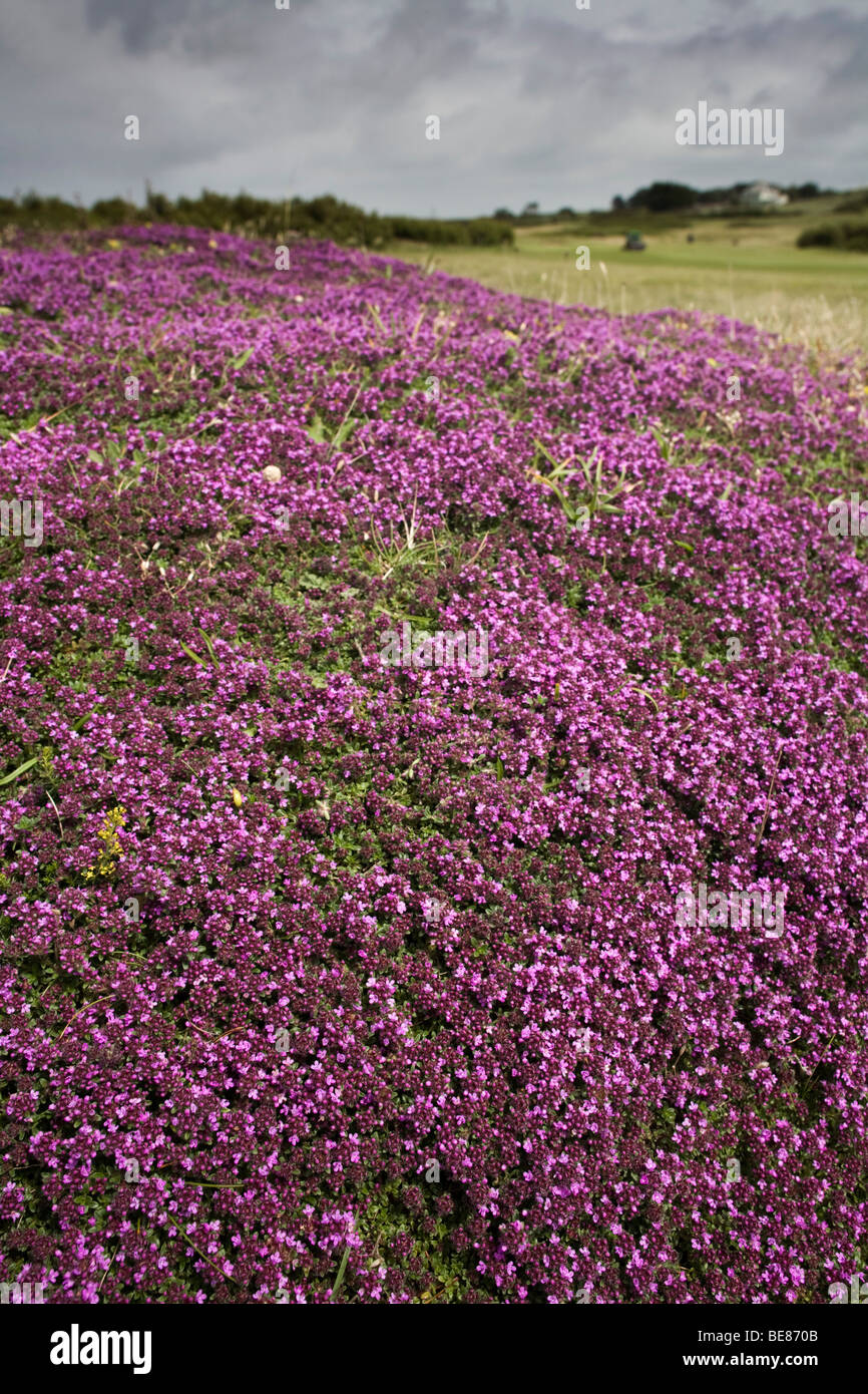 wild thyme; Thymus polytrichus; Daymer; Cornwall Stock Photo Alamy