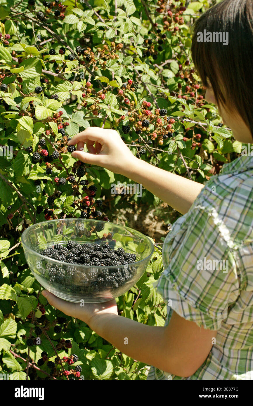 Hand picking blackberry hires stock photography and images Alamy