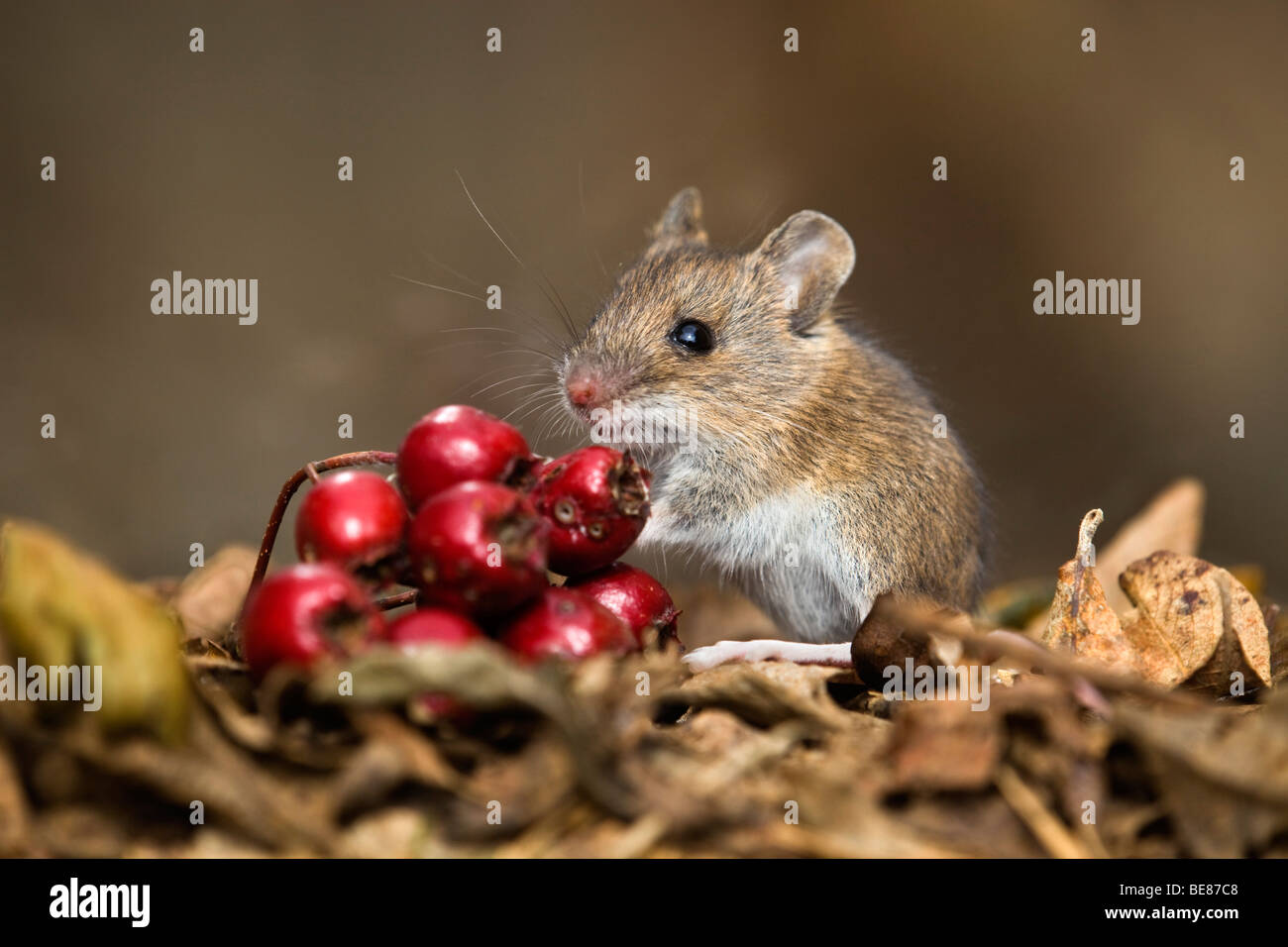 wood mouse; Apodemus sylvaticus; eating haws Stock Photo