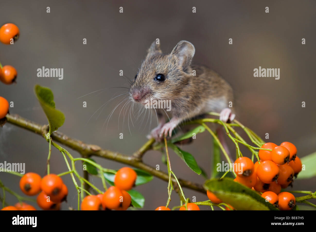 wood mouse; Apodemus sylvaticus; with pyracantha berries Stock Photo