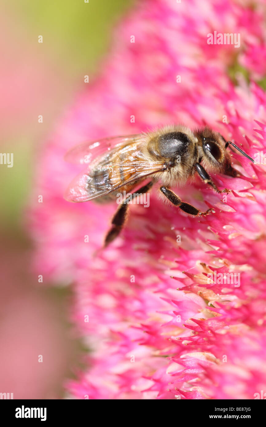 Honey Bee collecting pollen from a Sedum plant Hylotelephium spectabile in September in the UK Stock Photo