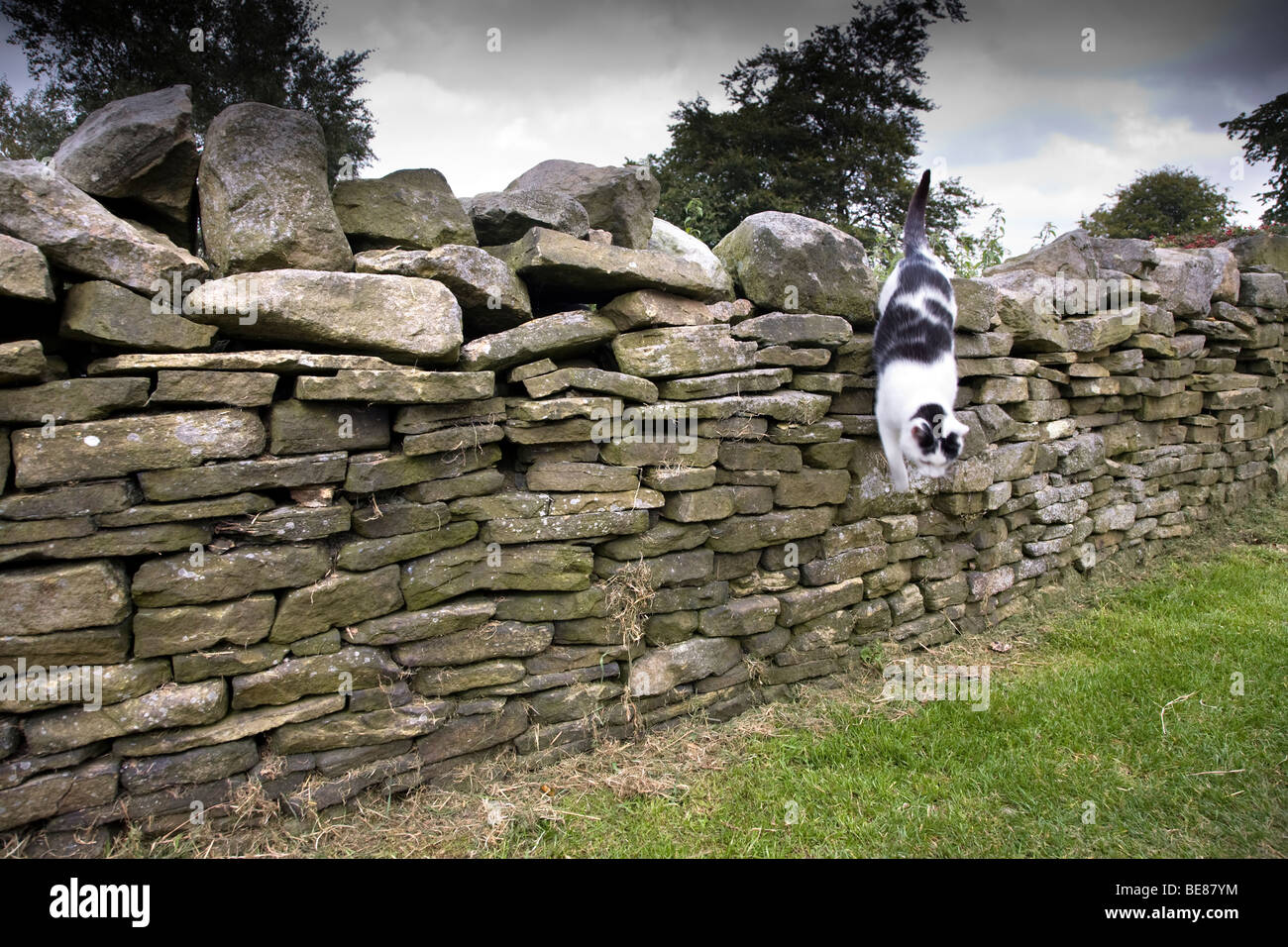 A DRY STONE WALL WITH A CAT JUMPING DOWN IN Haworth, BRONTE COUNTRY. LINCOLNSHIRE Stock Photo