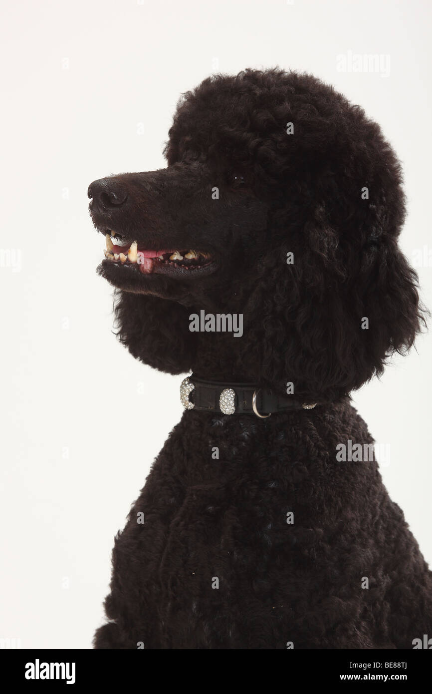 Standard Poodle, black / collar Stock Photo Alamy