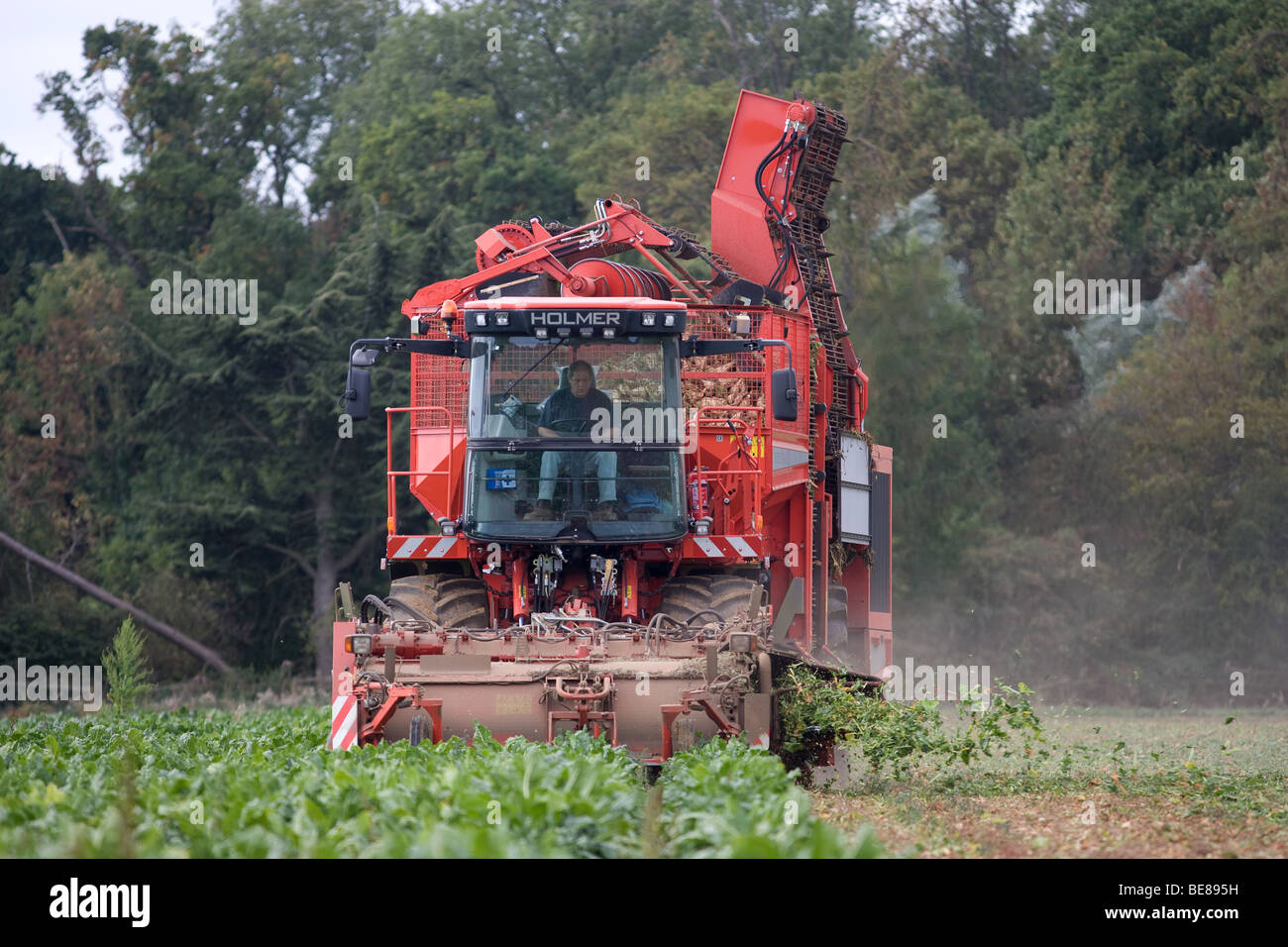 Harvesting Sugar Beet Stock Photo