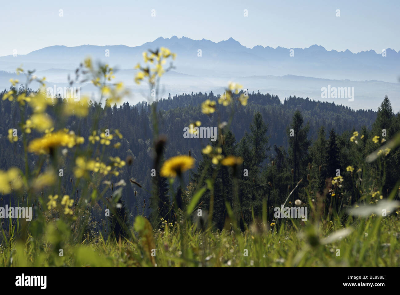 Foggy mountains and flowers on meadow Stock Photo - Alamy