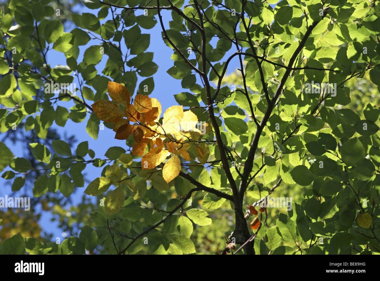 Yellow leafs on tree Stock Photo