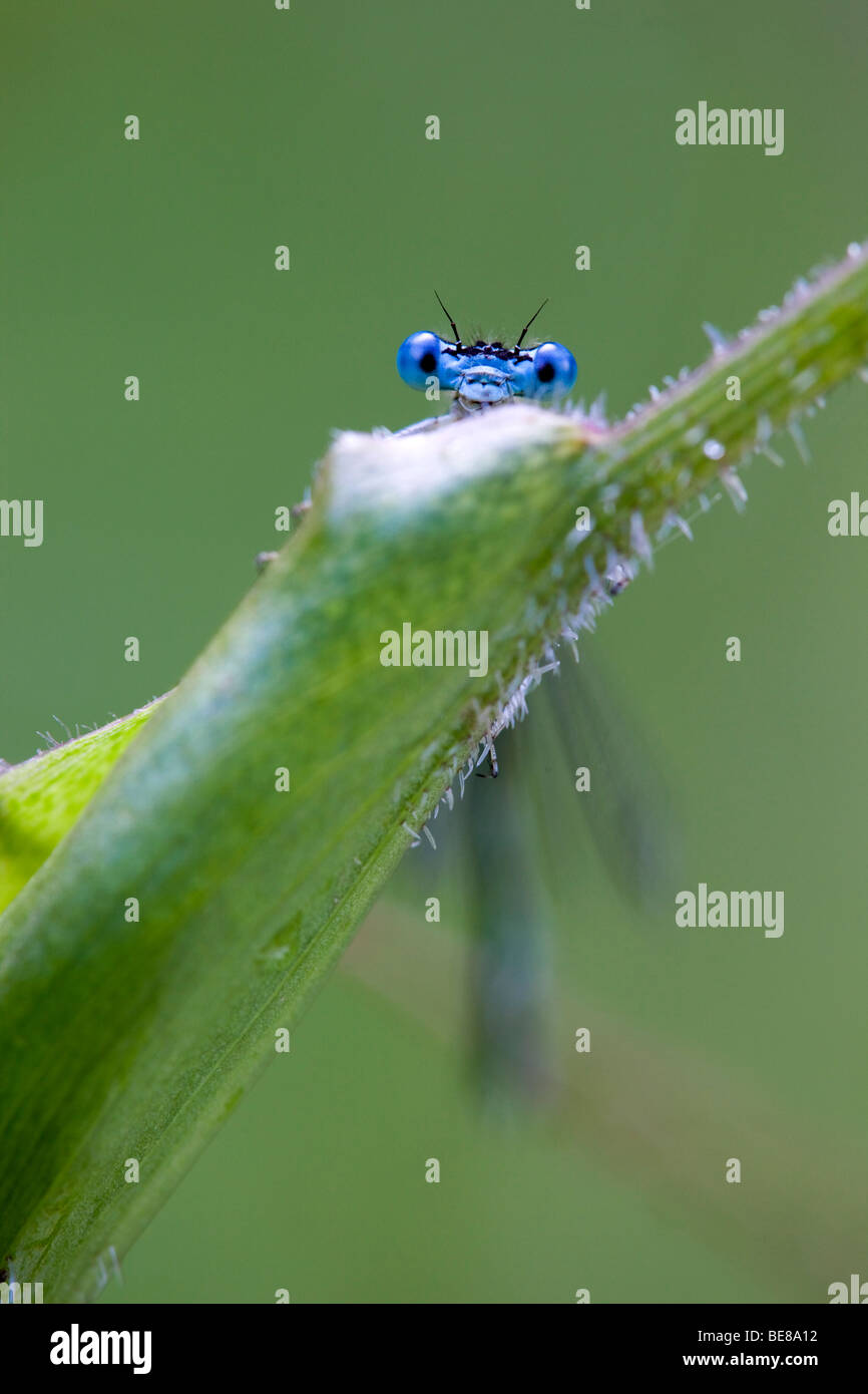 white legged damselfly; Platycnemis pennipes Stock Photo - Alamy
