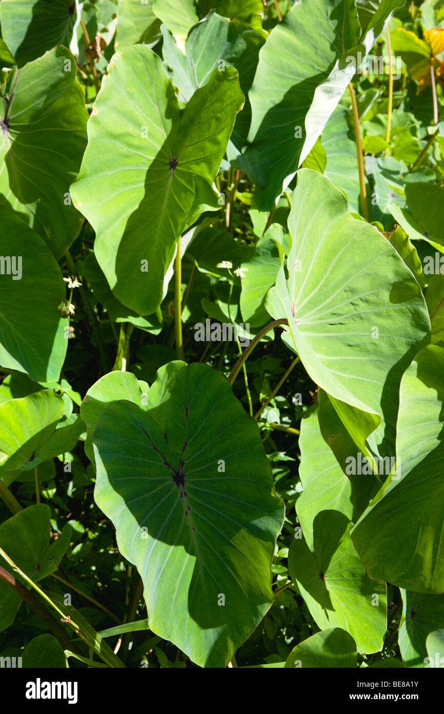 WEST INDIES Caribbean Grenadines Grenada St John Parish Callaloo leaf