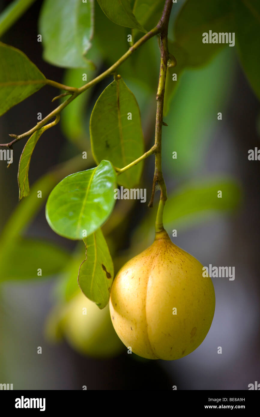 WEST INDIES Caribbean Grenadines Grenada St John Parish Yellow unripe