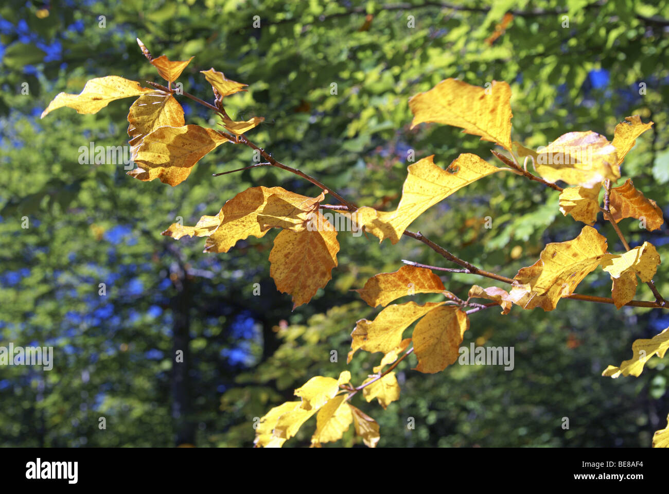 Yellow leafs Stock Photo