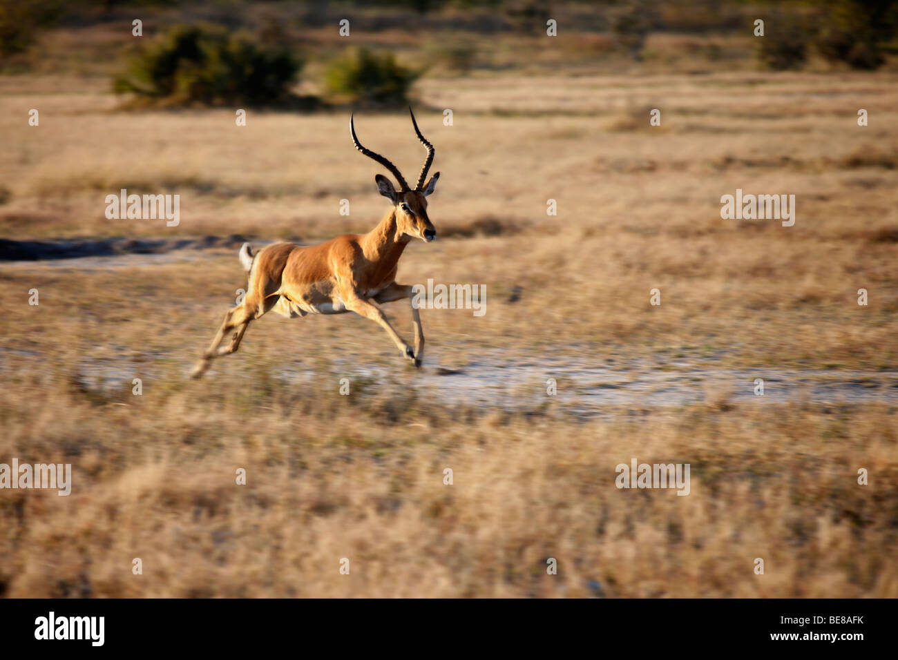 A male Impala (Aepyceros melampus melampus) running in the Savuti area of Botswana Stock Photo