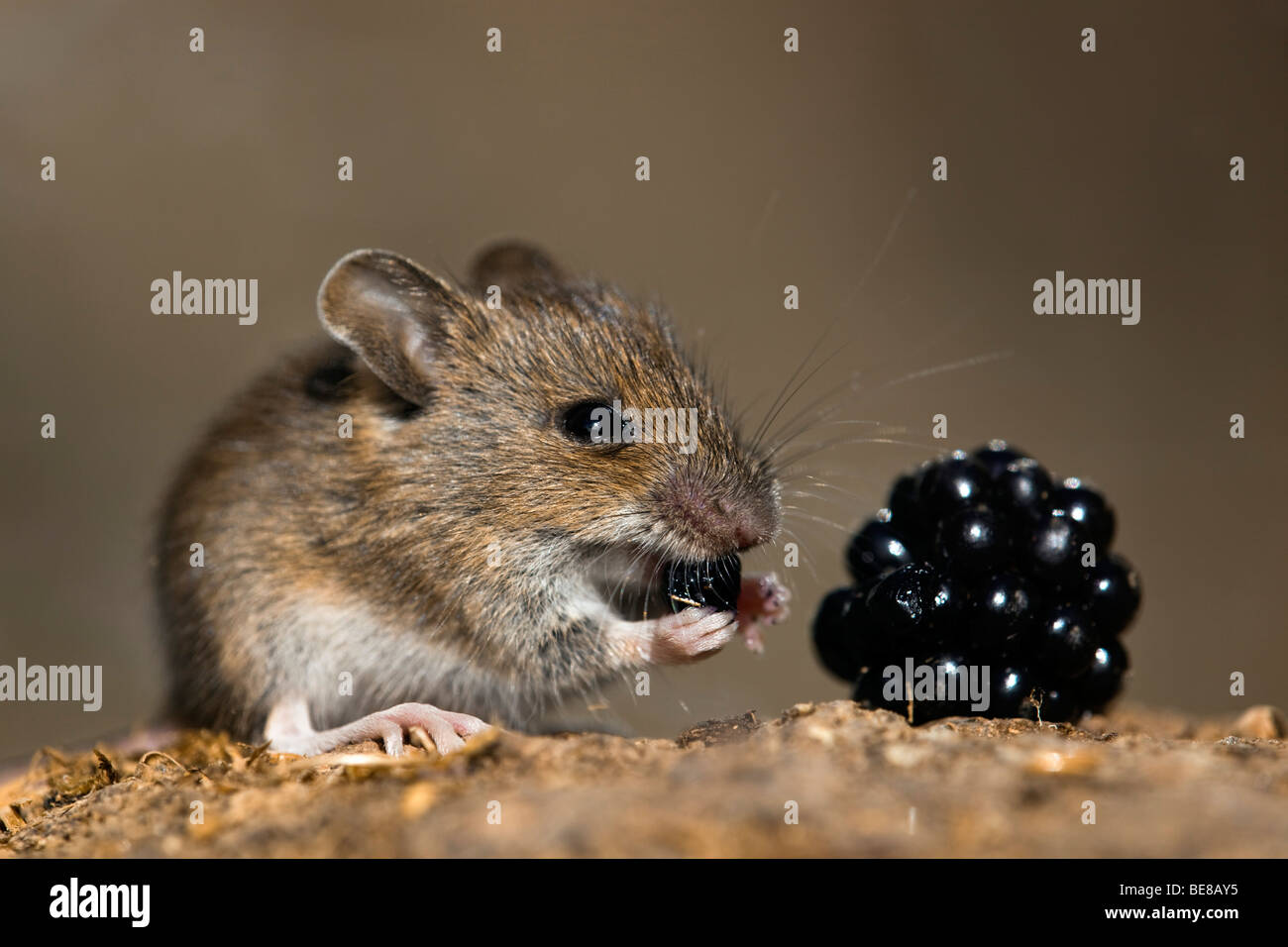 wood mouse; Apodemus sylvaticus; eating a blackberry Stock Photo
