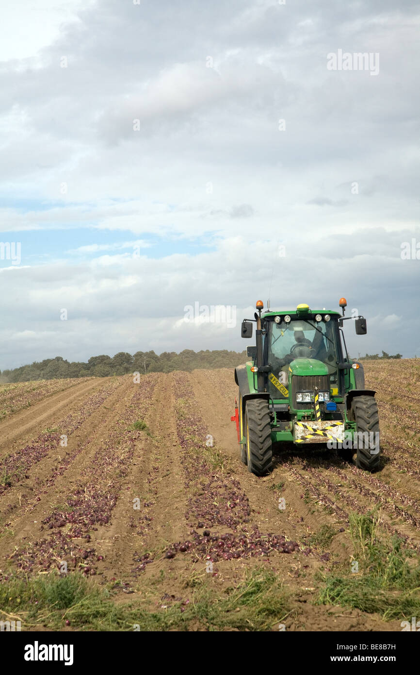 Tractor harvesting onions hi-res stock photography and images - Alamy