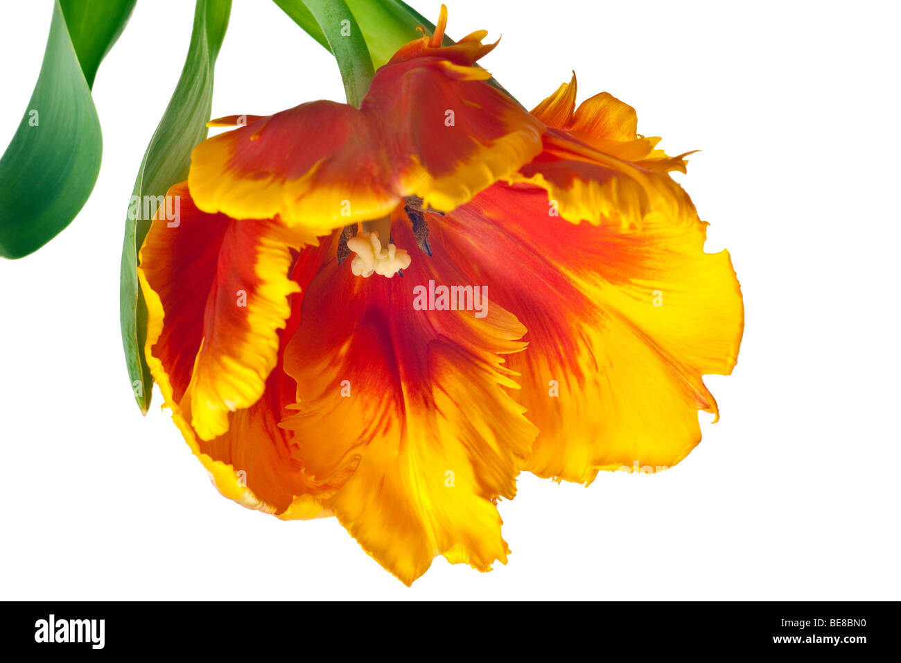 spring tulips flower isolated on white background Stock Photo - Alamy