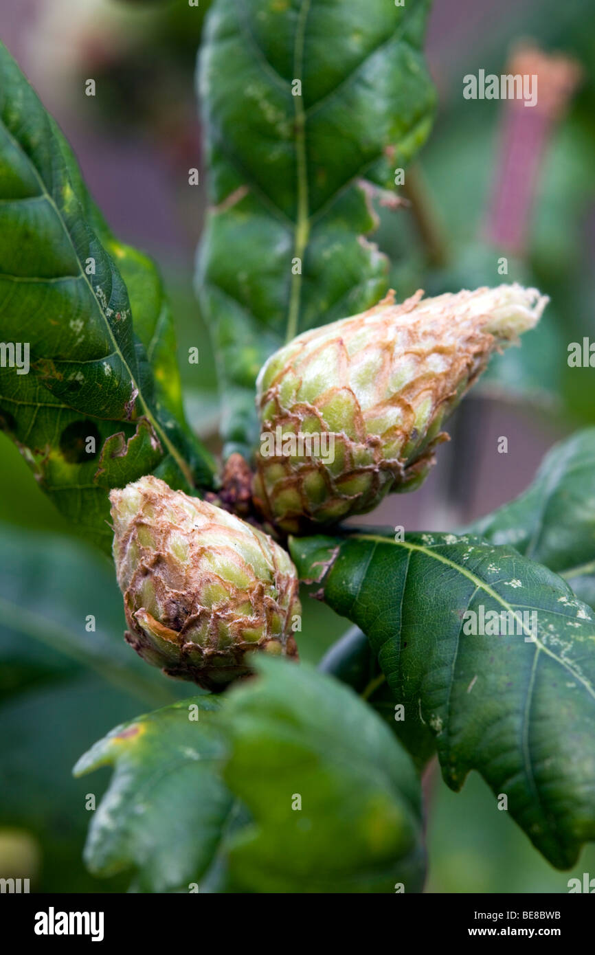 artichoke gall; on oak; caused by Andricus fecundator; wasp Stock Photo