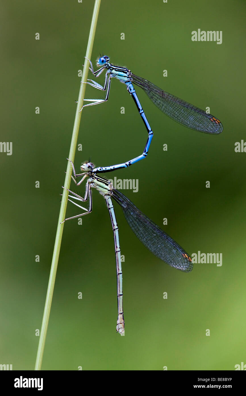 white legged damselfly; Platycnemis pennipes Stock Photo - Alamy