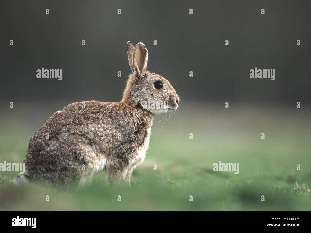 Konijn (Oryctolagus cuniculus), Belgi Rabbit (Oryctolagus cuniculus ...