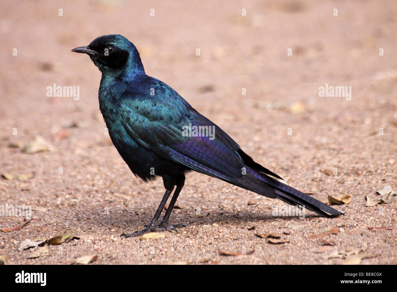 Burchell's Glossy-starling Lamprotornis australis In The Kruger National Park South Africa Stock Photo