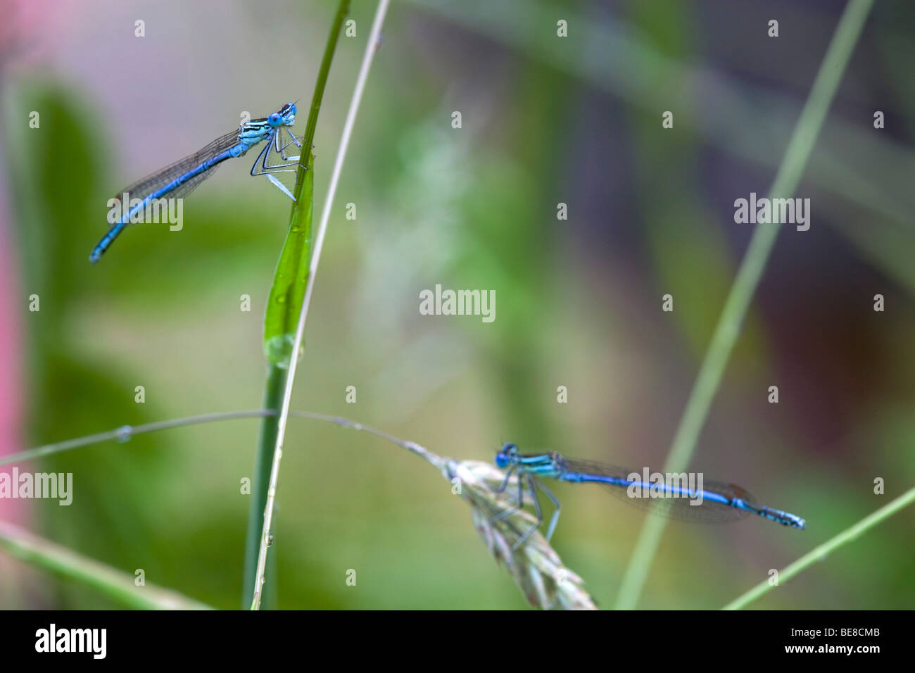 white legged damselfly; Platycnemis pennipes Stock Photo - Alamy
