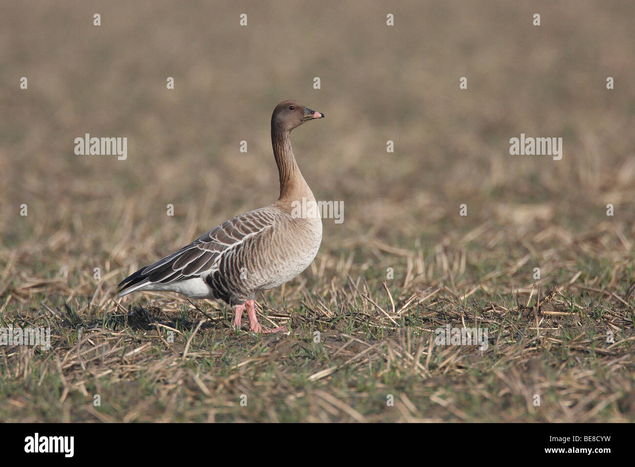 Foeragerend hi-res stock photography and images - Alamy