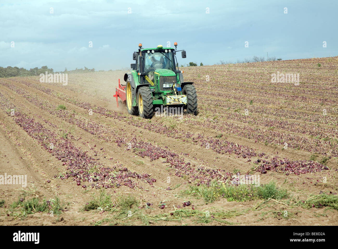 Tractor harvesting onions hi-res stock photography and images - Alamy
