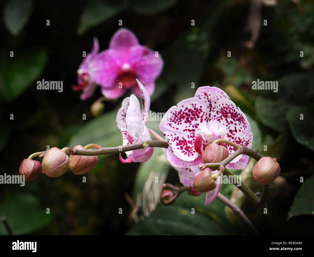 Blooming spotted Zygopetalum Orchid Stock Photo