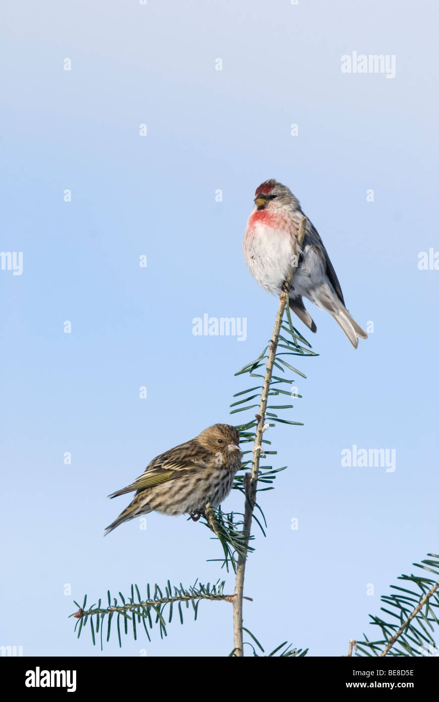 Een Dennensijs en Grote Barmsijs zittend in een boom,A Pine Siskin And Mealy Redpoll sitting in a tree. Stock Photo