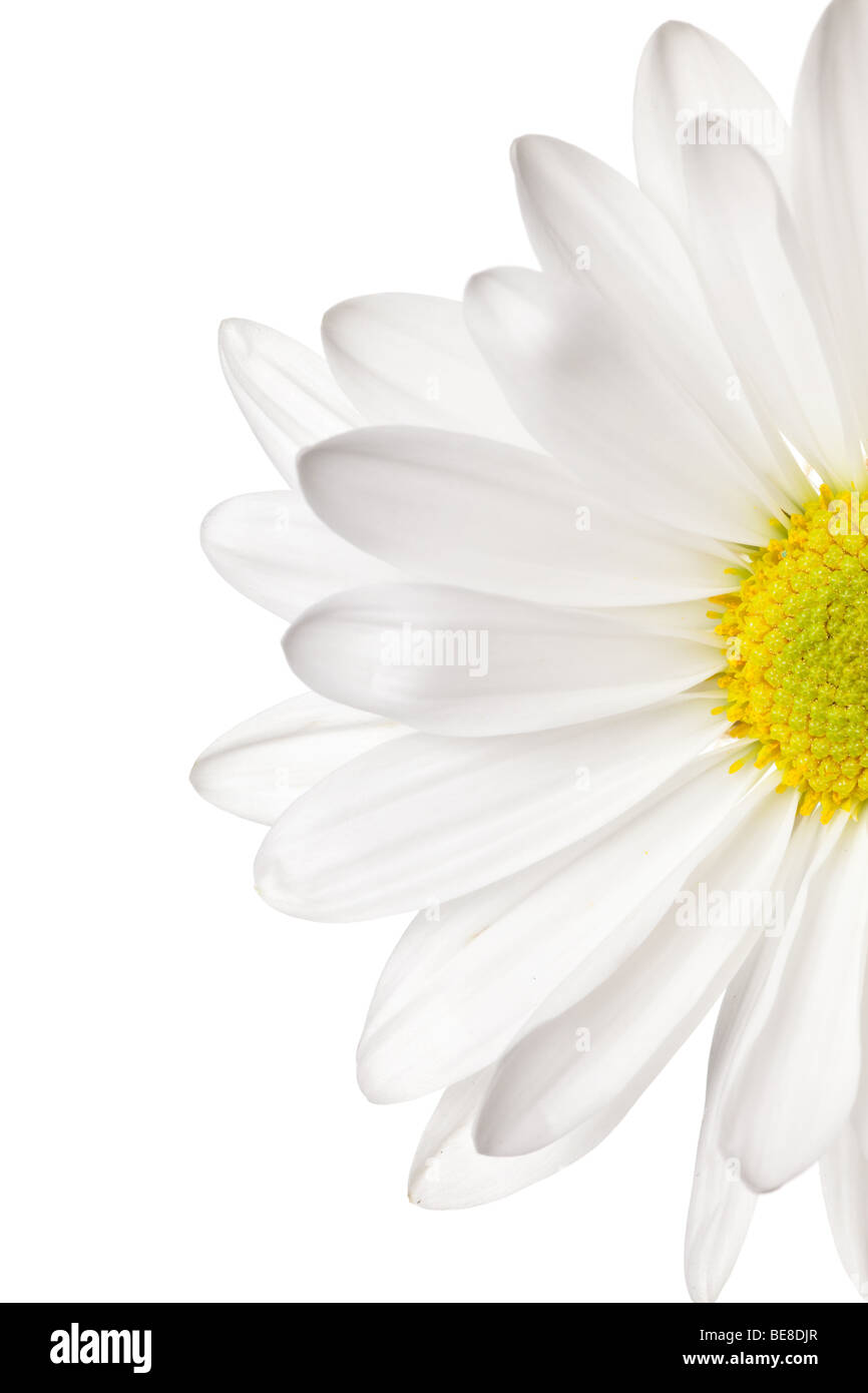 daisy isolated on a pure white background Stock Photo