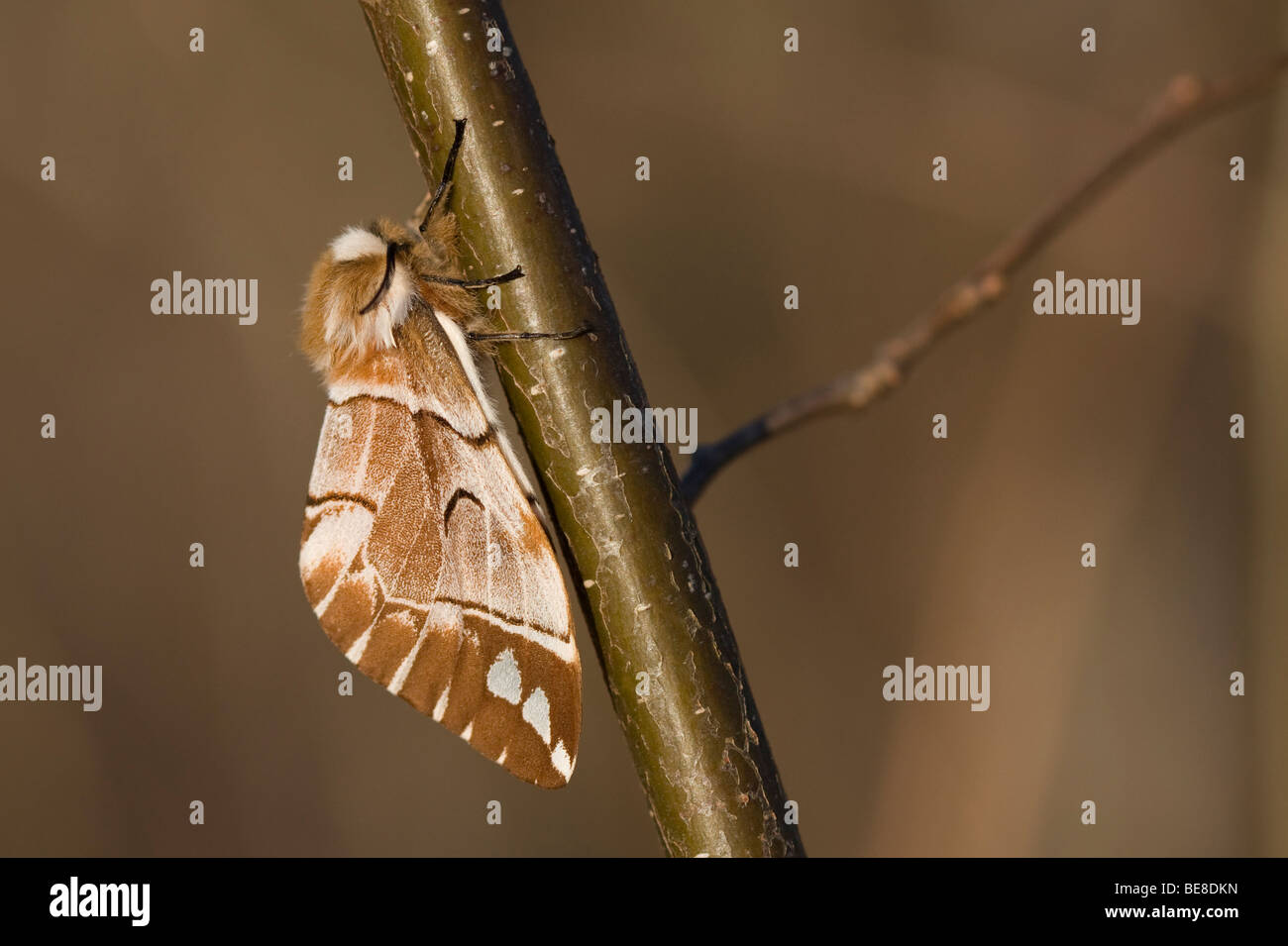 Vrouwtje van de gevlamde vlinder; Female Kentish Glory Stock Photo