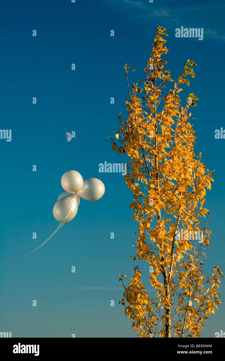 White balloons against blue sky floating by tree displaying autumnal colors Stock Photo