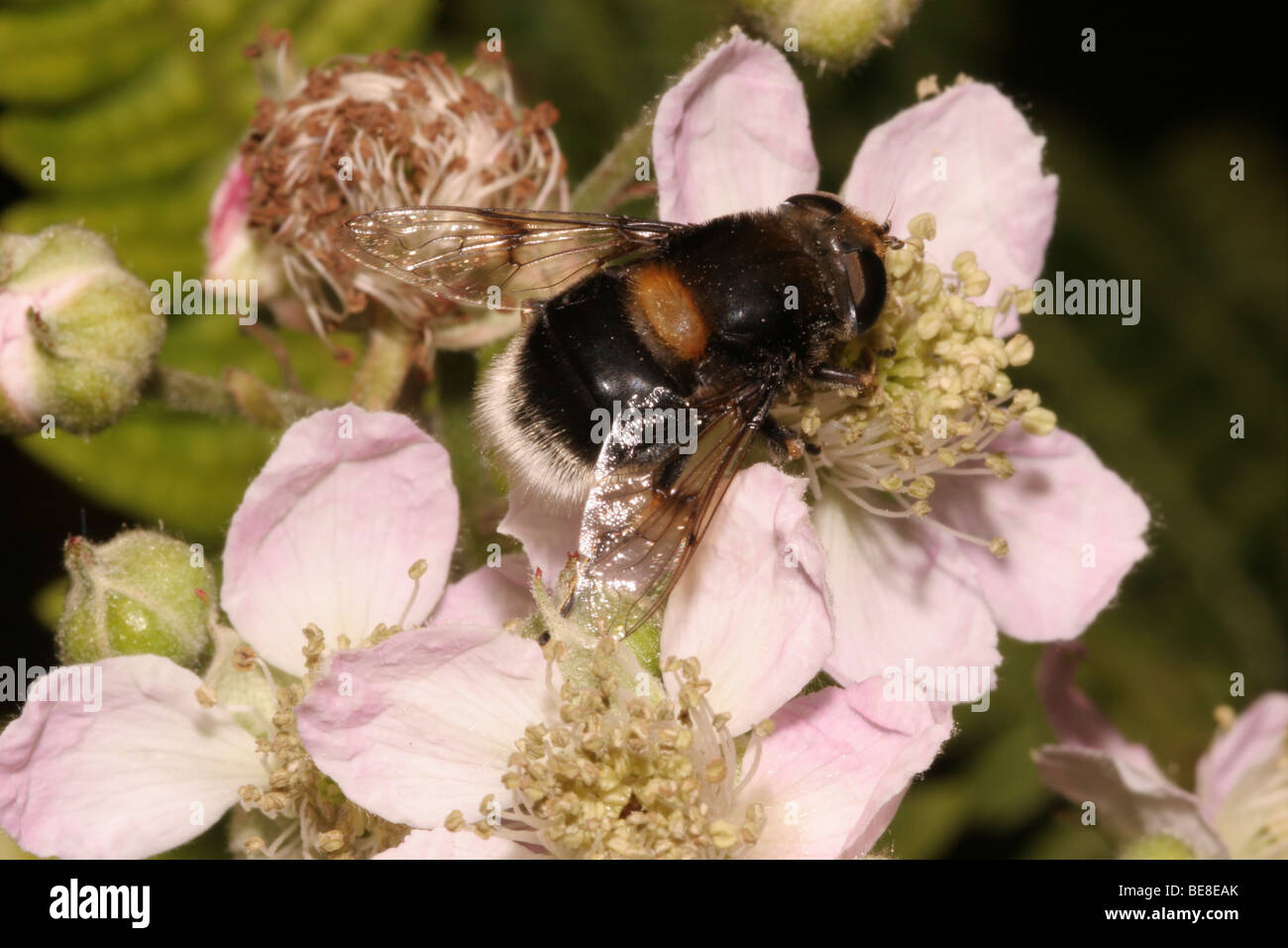 Bumble bee drone fly, hover fly (Eristalis intricarius Syrphidae