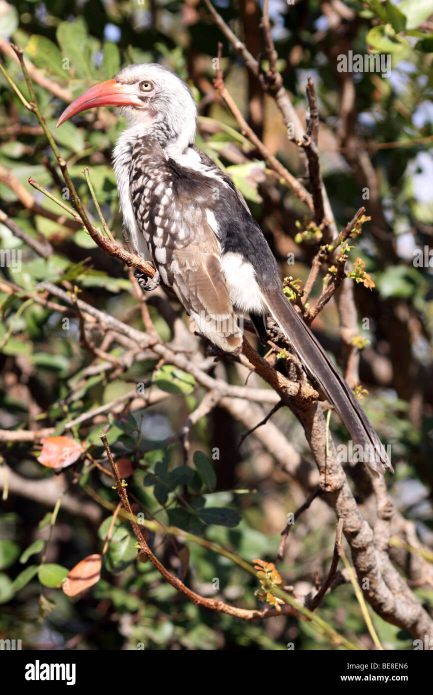 Red-billed Hornbill Tockus erythrorhynchus In Tree In Kruger National Park South Africa Stock Photo