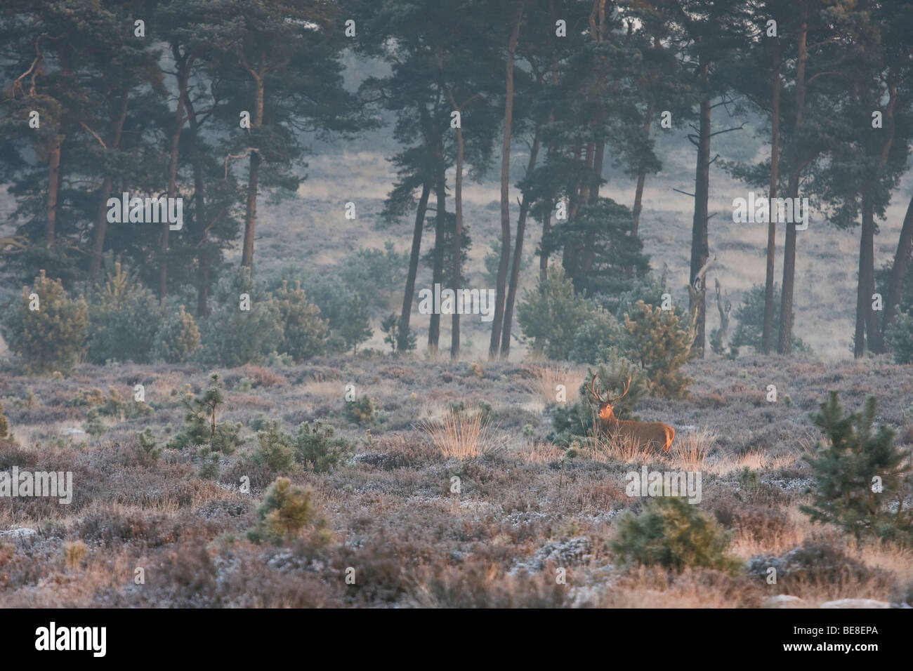 edelhert in winter landschap op de Veluwe, red deer in winter landscape on the Veluwe Stock Photo